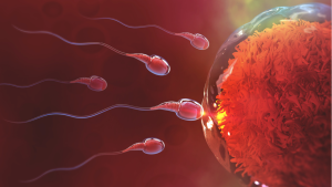 Avmystifiera mäns fertilitet och faktorer som påverkar manlig reproduktiv hälsa